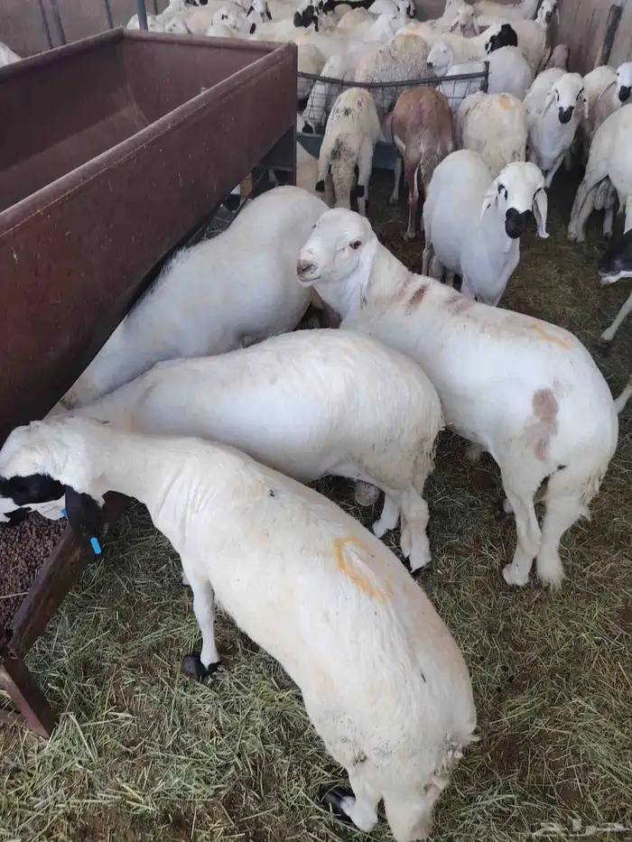 لدينا السواكني المرابي الجدعان 0