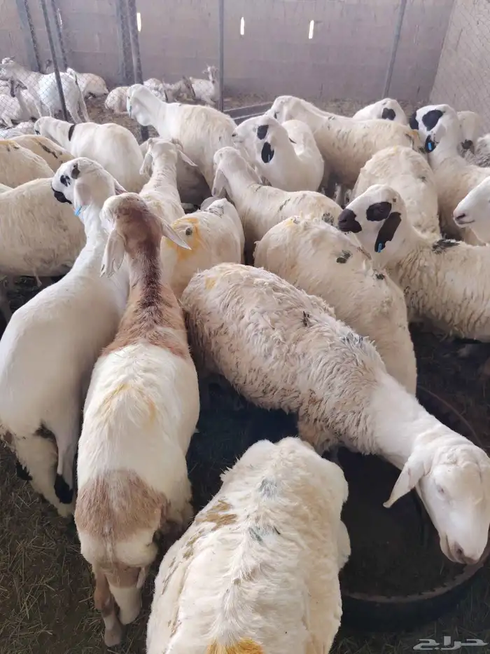لدينا السواكني المرابي الجدعان 2
