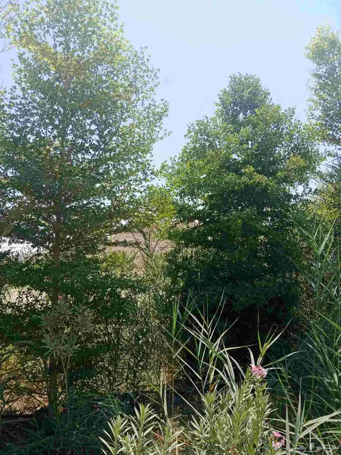 ترمناليا جميع المقاسات وشجر زيتون 7