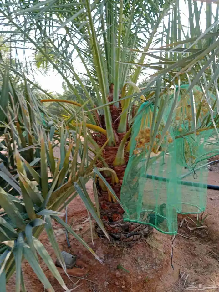 نبوت سلطان برحي 4