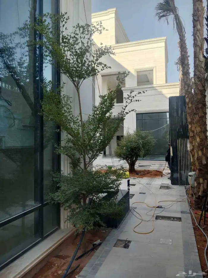 ترمناليا جميع المقاسات وشجر زيتون 1