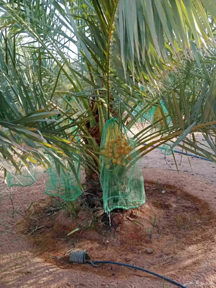 نبوت سلطان برحي 3