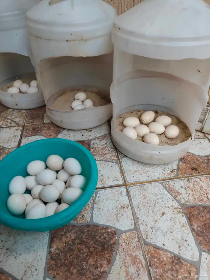 دجاج بلدي بياض فوق45 2