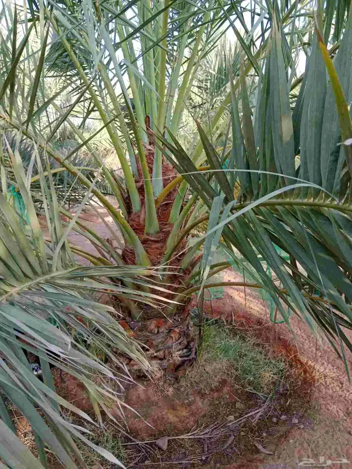 نبوت سلطان برحي 5