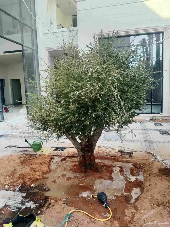 ترمناليا جميع المقاسات وشجر زيتون 2
