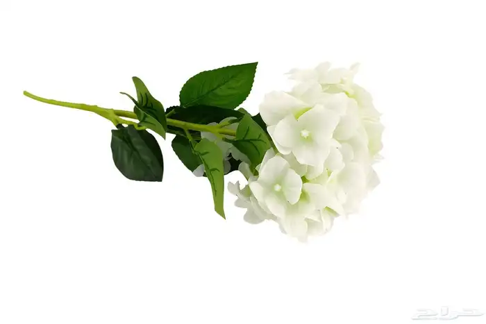 زهور وجداريات ولوحات فنيه وفازات 47