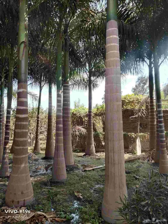 نخل واشنطنيا زينه 1