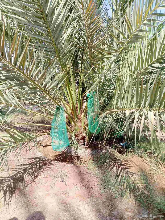 يوجد لدينا نخيل شمشوله للبيع 5