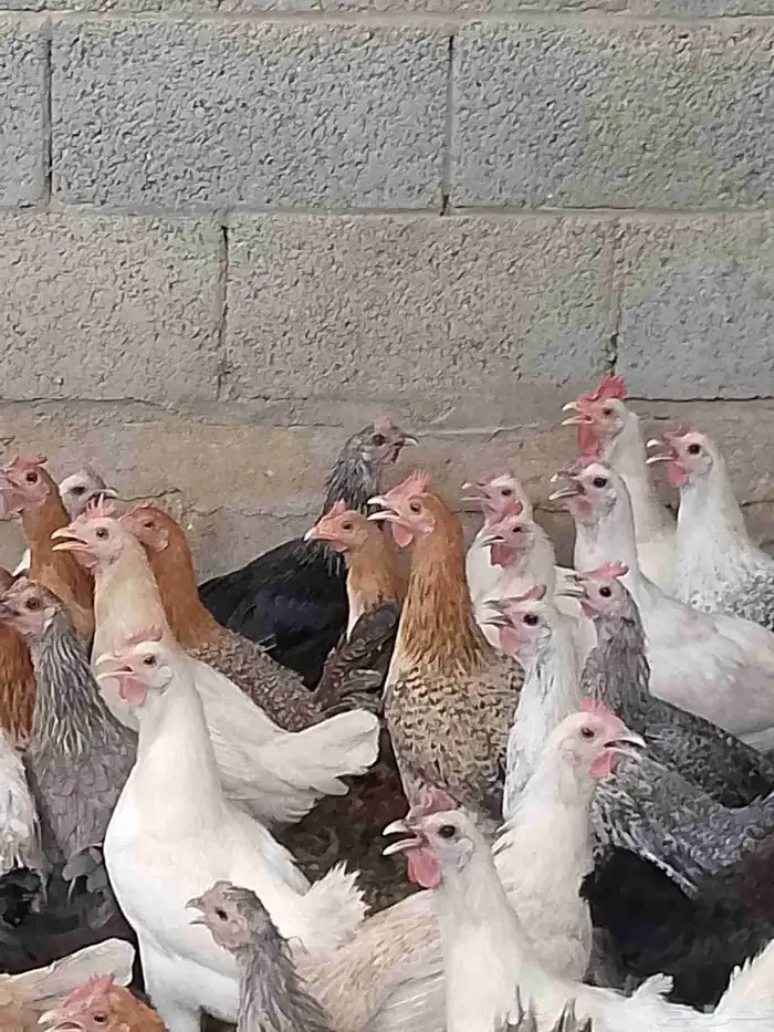 دجاج بياض اعمار 8و9شهور بياض شرط 3