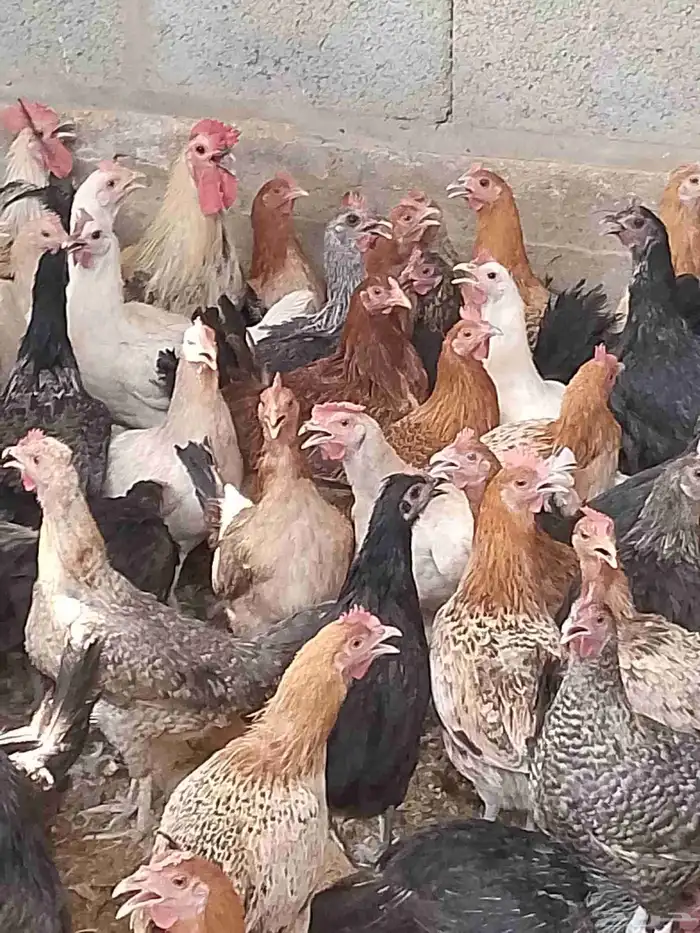 دجاج بياض اعمار 8و9شهور بياض شرط 2