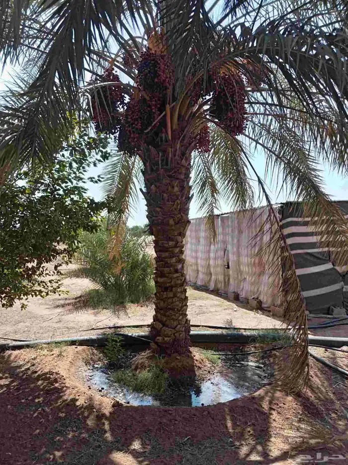 نخيل من 5 م الى 6م ممتاز 3