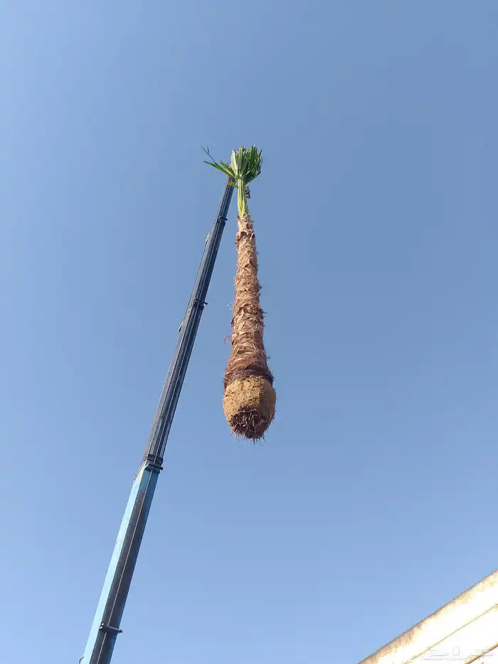 نخل واشنطن زينه 9