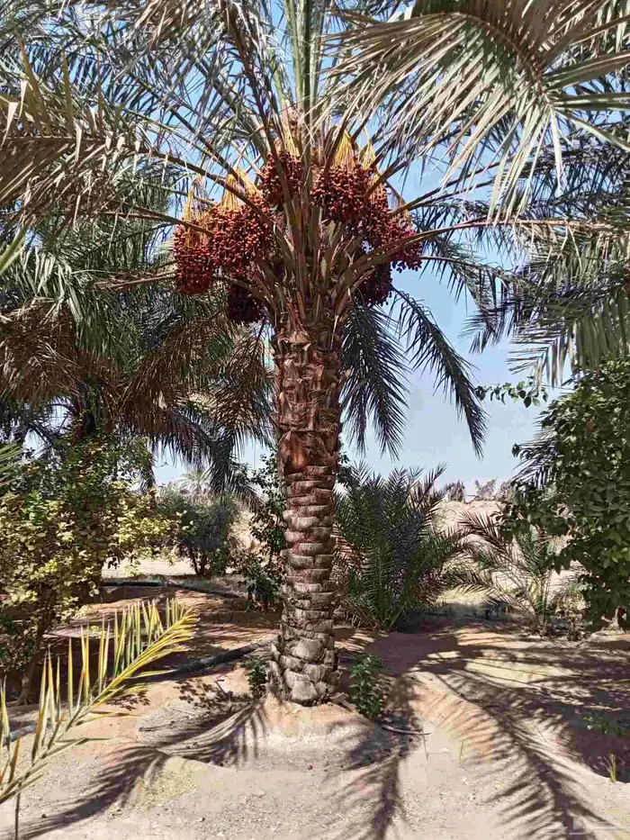 نخيل من 5 م الى 6م ممتاز 1