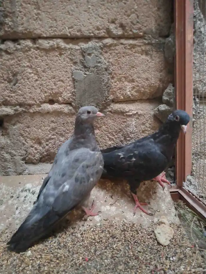 حمام صنعاني 0