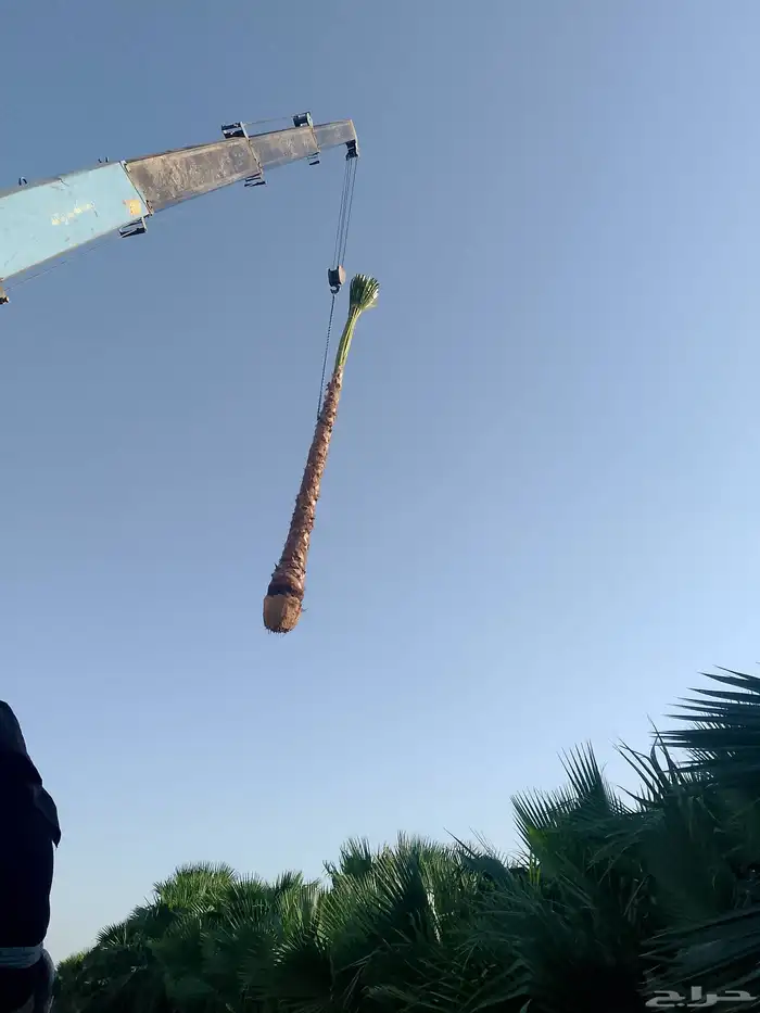 نخل واشنطن زينه 8