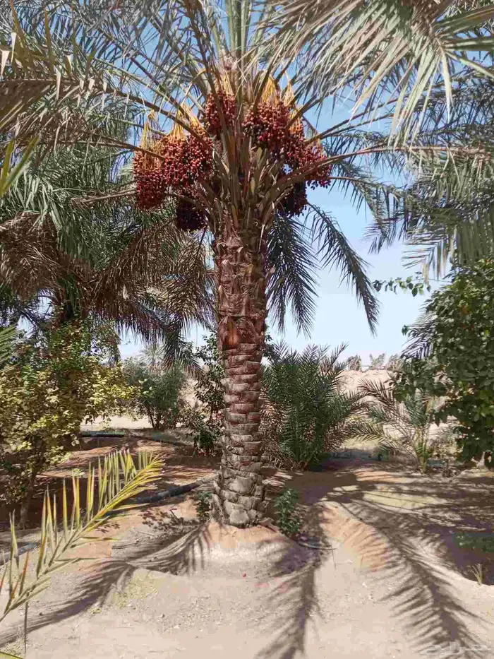 نخيل من 5 م الى 6م ممتاز 4