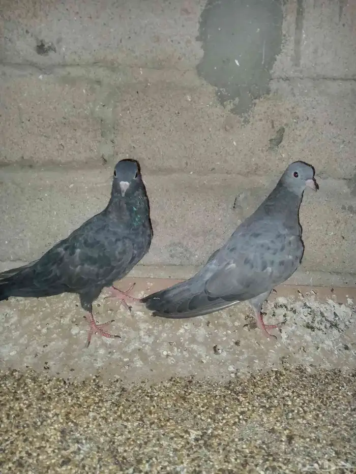 حمام صنعاني 5