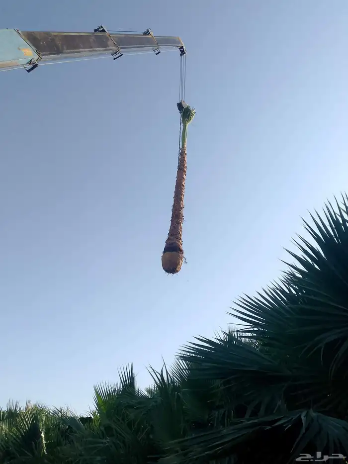 نخل واشنطن زينه 7