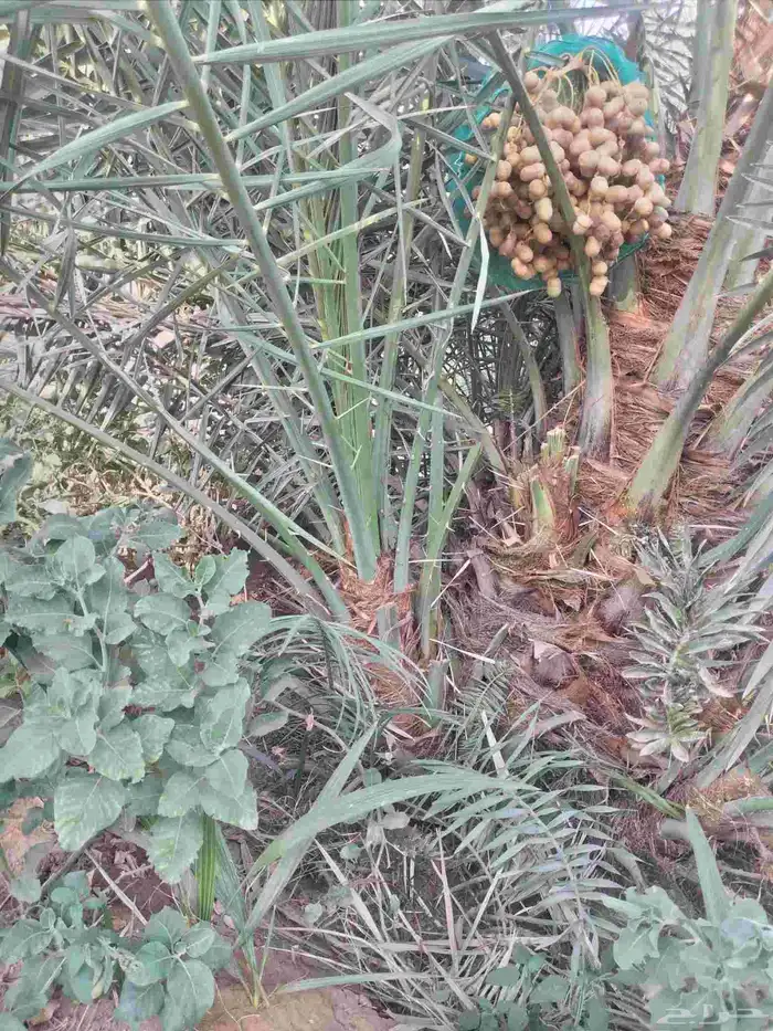 نخل جثايث وفسائل اخلاص صقعي مجدول 1