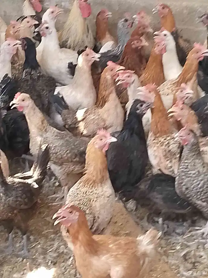 دجاج بياض اعمار 8و9شهور بياض شرط 0