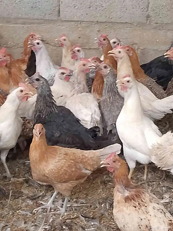 دجاج بياض اعمار 8و9شهور بياض شرط 1