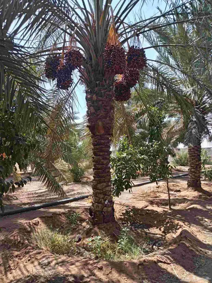 نخيل من 5 م الى 6م ممتاز 2