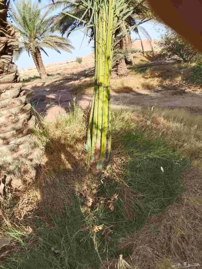 يوجد لدينا جميع انواع الفروخ 0
