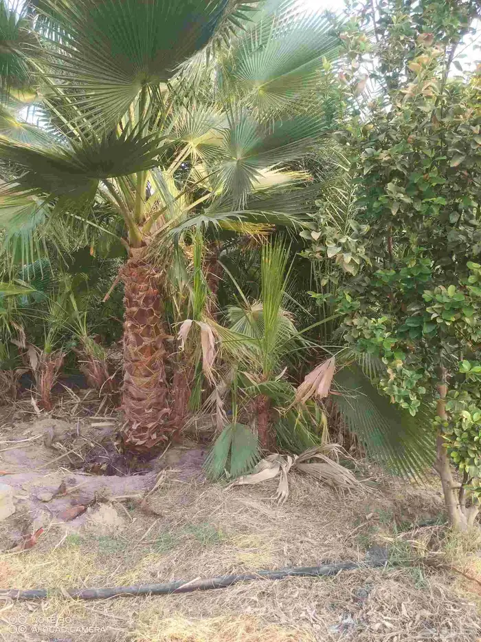 معلم شبوكات وعمل جوده عاليه 2
