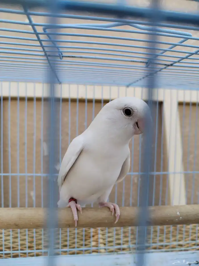 ذكر روز البينو 1