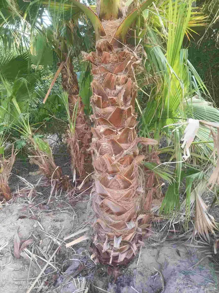 معلم شبوكات وعمل جوده عاليه 3