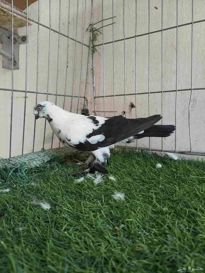 الموقع الرياض يوجد حمام شامي مستوى طيب مشكل فحول واناثي واجو 2