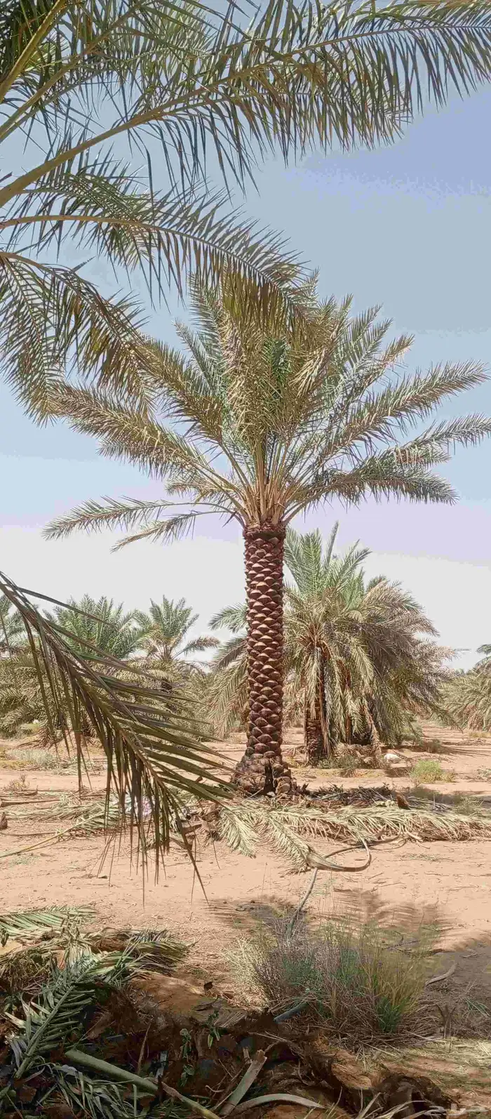 سلام عليكم ورحمه الله تكريب وتنظيف وشذاب نخل العربي ول واشنط 1