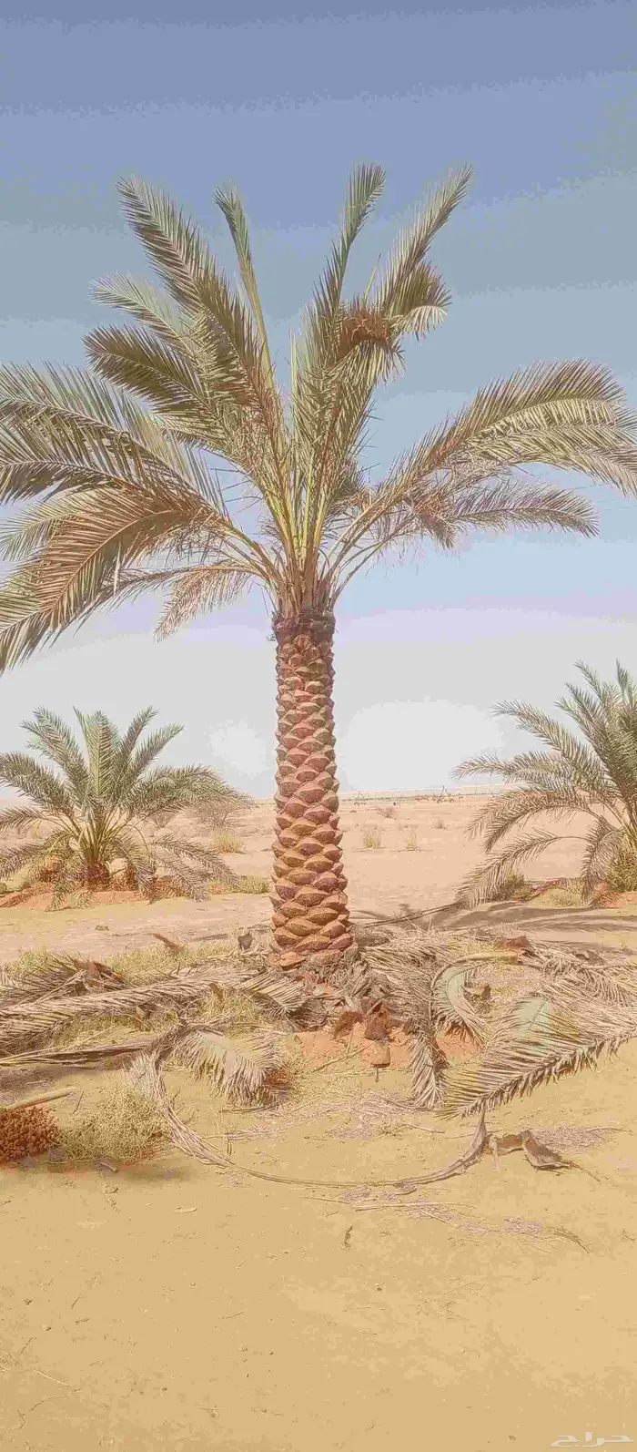 سلام عليكم ورحمه الله تكريب وتنظيف وشذاب نخل العربي ول واشنط 0