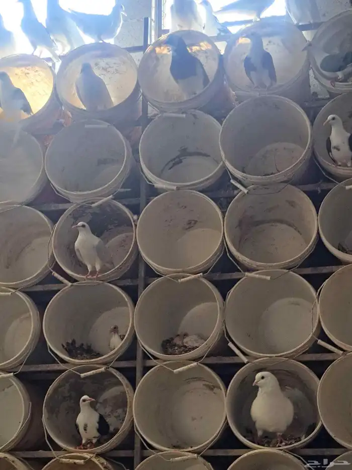 للبيع فقاسات تماتيكيه العدد 2 1584بيضه 525بيضه حمام جميع 5