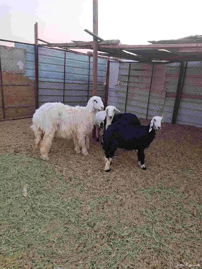 رخال العدد 6 ( 2 ) نجد ( 3 ) حبص ( 1 ) عيسي 0