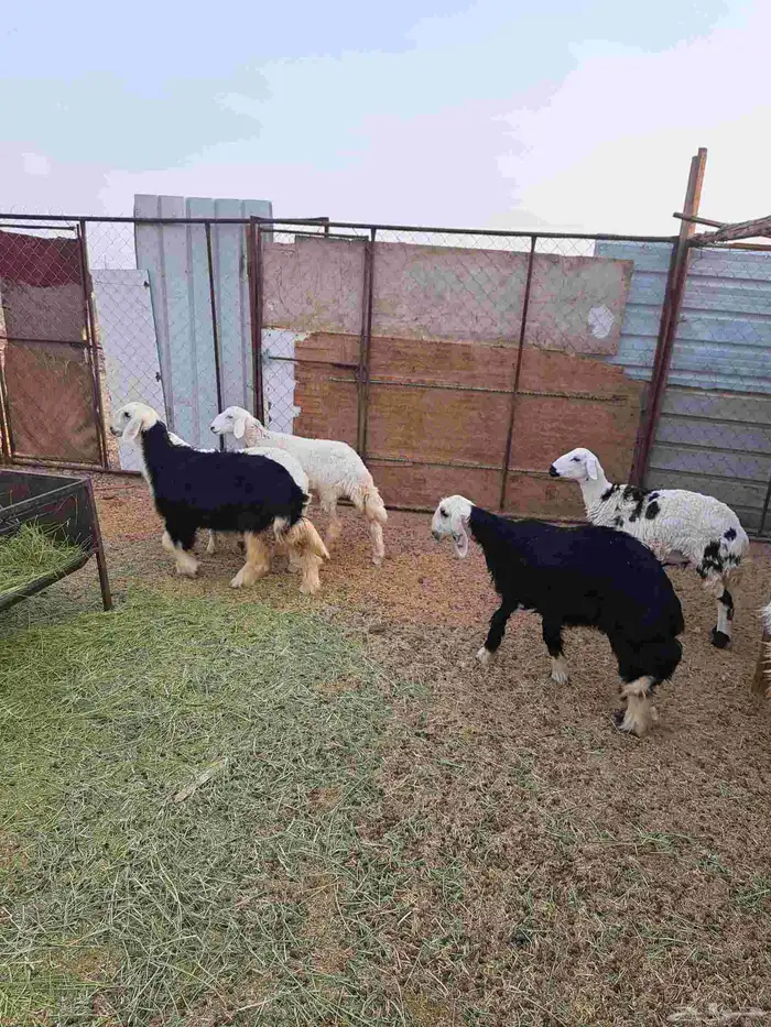 رخال العدد 6 ( 2 ) نجد ( 3 ) حبص ( 1 ) عيسي 1