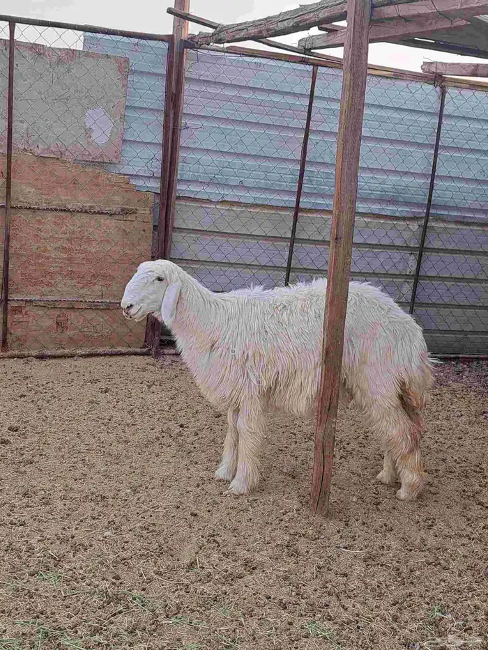 رخال العدد 6 ( 2 ) نجد ( 3 ) حبص ( 1 ) عيسي 2