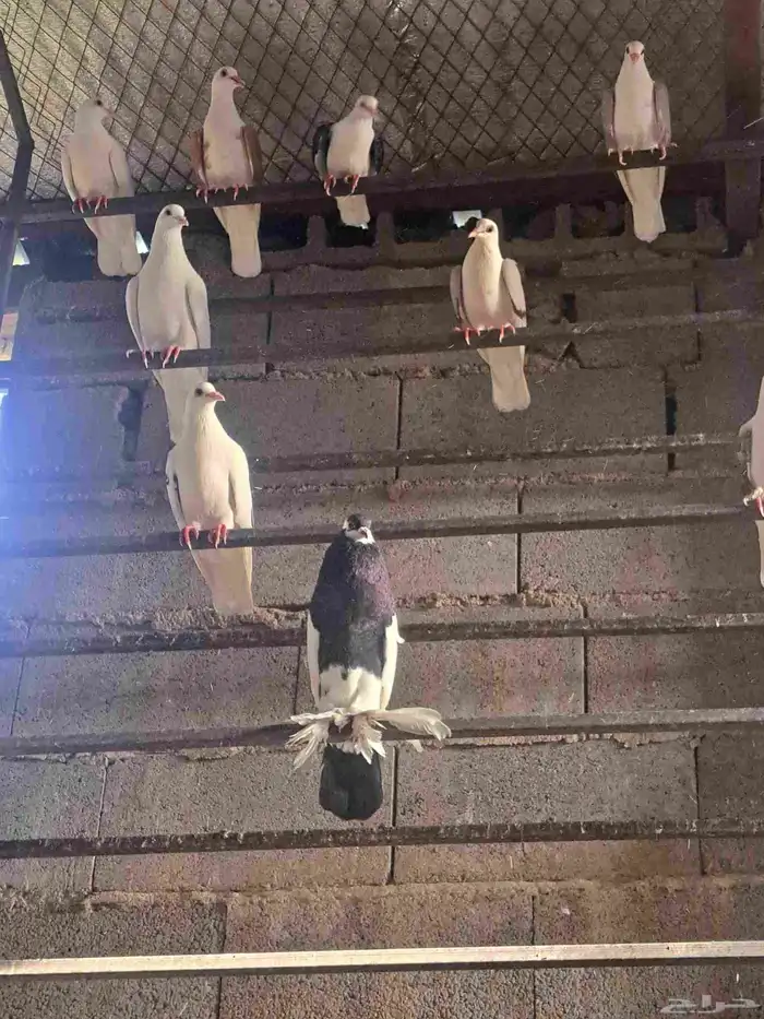 للبيع فقاسات تماتيكيه العدد 2 1584بيضه 525بيضه حمام جميع 3