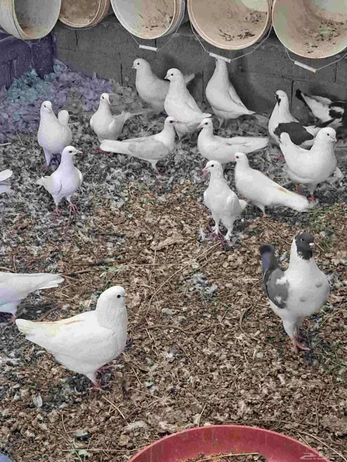 للبيع فقاسات تماتيكيه العدد 2 1584بيضه 525بيضه حمام جميع 6