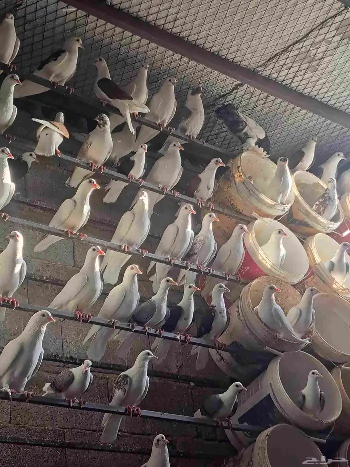 للبيع فقاسات تماتيكيه العدد 2 1584بيضه 525بيضه حمام جميع 4