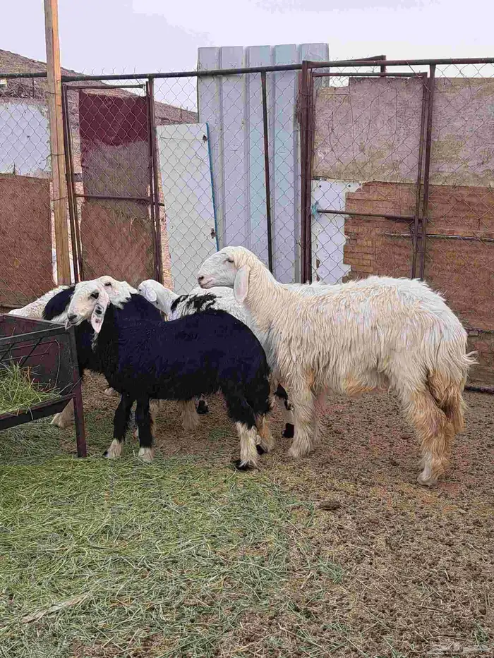 رخال العدد 6 ( 2 ) نجد ( 3 ) حبص ( 1 ) عيسي 3