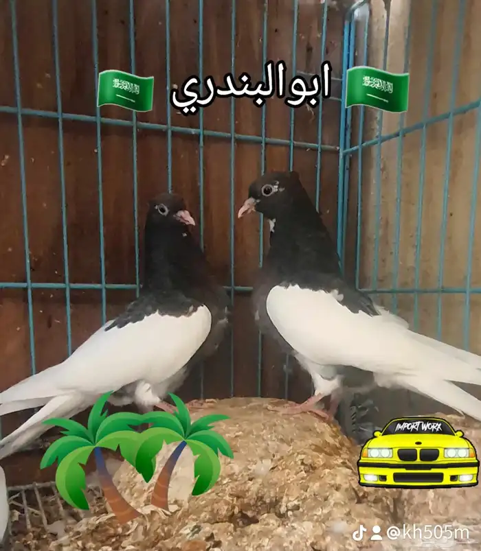 حمام ايراني 0