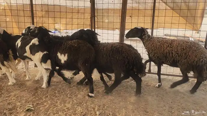 ضان مشروكه طيبات دفيع ع الفحص سونار 1