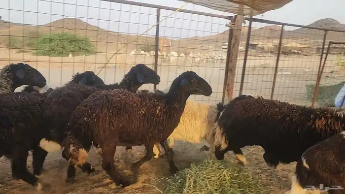 ضان مشروكه طيبات دفيع ع الفحص سونار 5