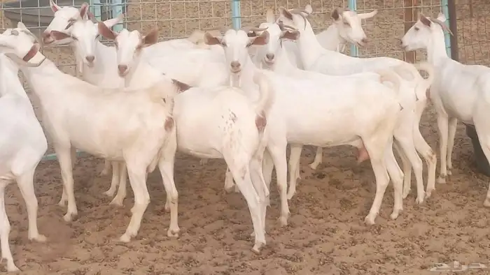 معزا بيشيه برص تم البيع 0