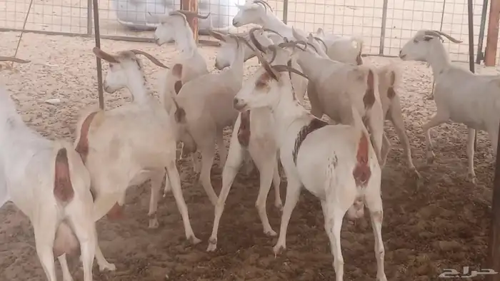 معزا بيشيه برص تم البيع 16