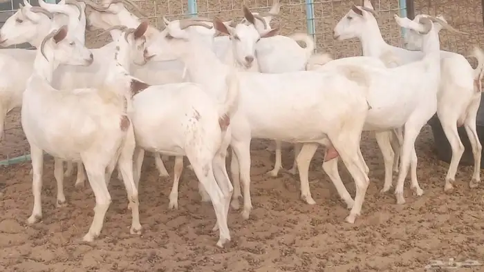 معزا بيشيه برص تم البيع 37