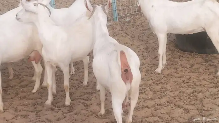 معزا بيشيه برص تم البيع 3