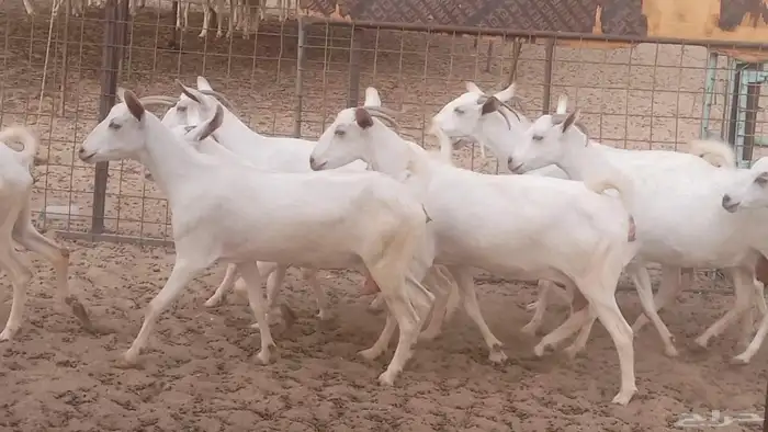 معزا بيشيه برص تم البيع 27