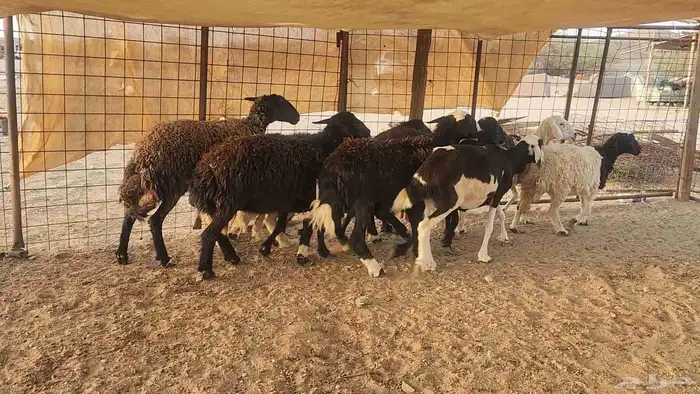 ضان مشروكه طيبات دفيع ع الفحص سونار 3